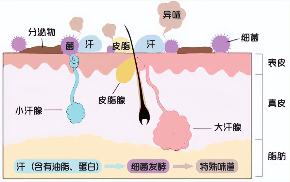为什么有些人汗味特别重,有的人汗味很重有的人没有汗味