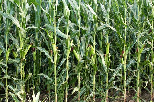 从零开始创业是一件很苦逼的事,一个创业者最好的出路