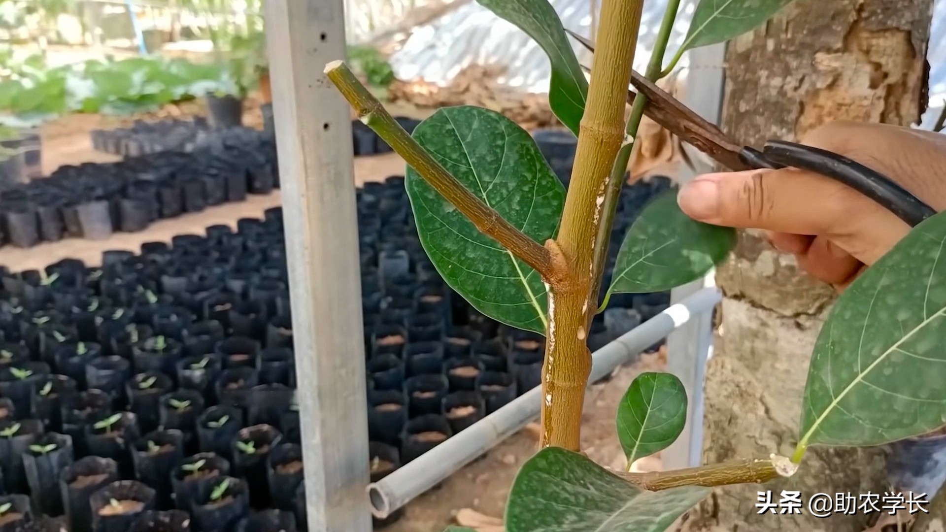 无土栽培菠萝蜜种,菠萝蜜枝条生根种植法