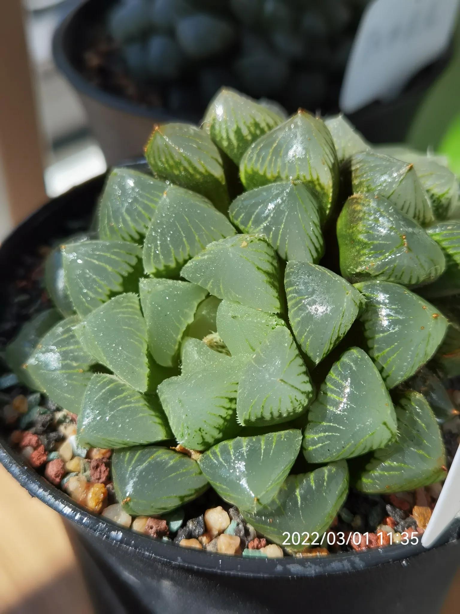 玉露种子怎么种,从种子开始种玉露