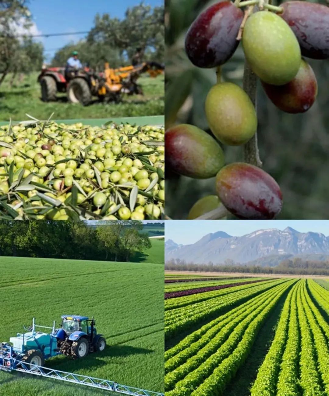 沙特阿拉伯美食英文名,沙特阿拉伯美食椰枣