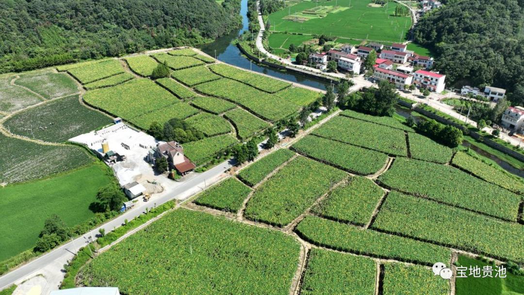 迎来丰收季,丝瓜络丰收