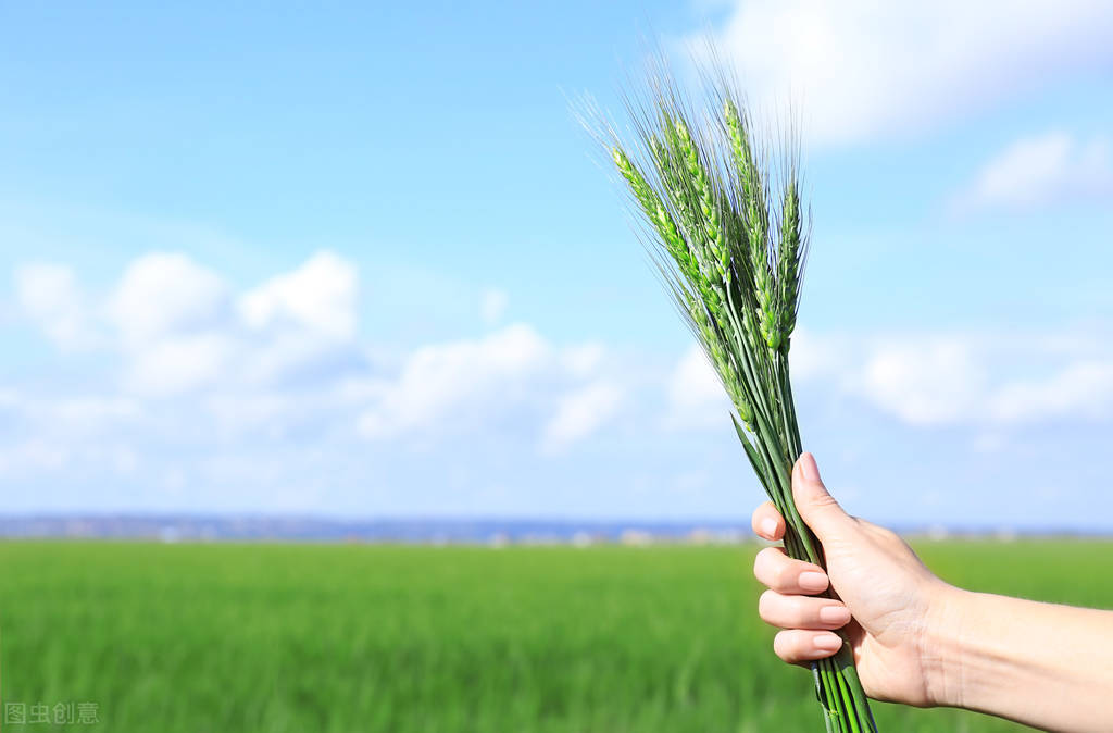 为什么要高价收青麦,青稞麦价格为什么差距大