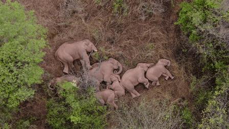 泰国大象发怒伤人视频,泰国大象杀死主人后逃走