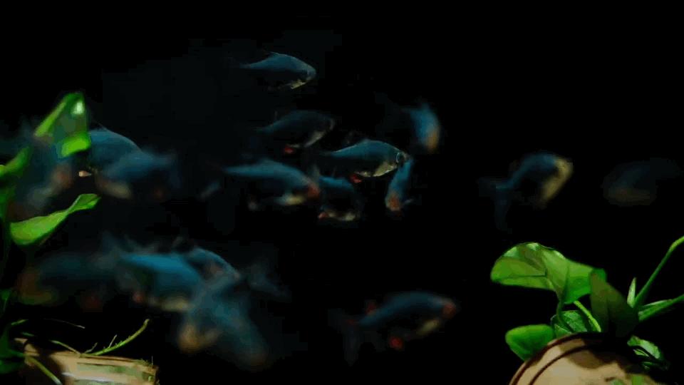 热带观赏鱼图片唯美大全,热带观赏鱼动图