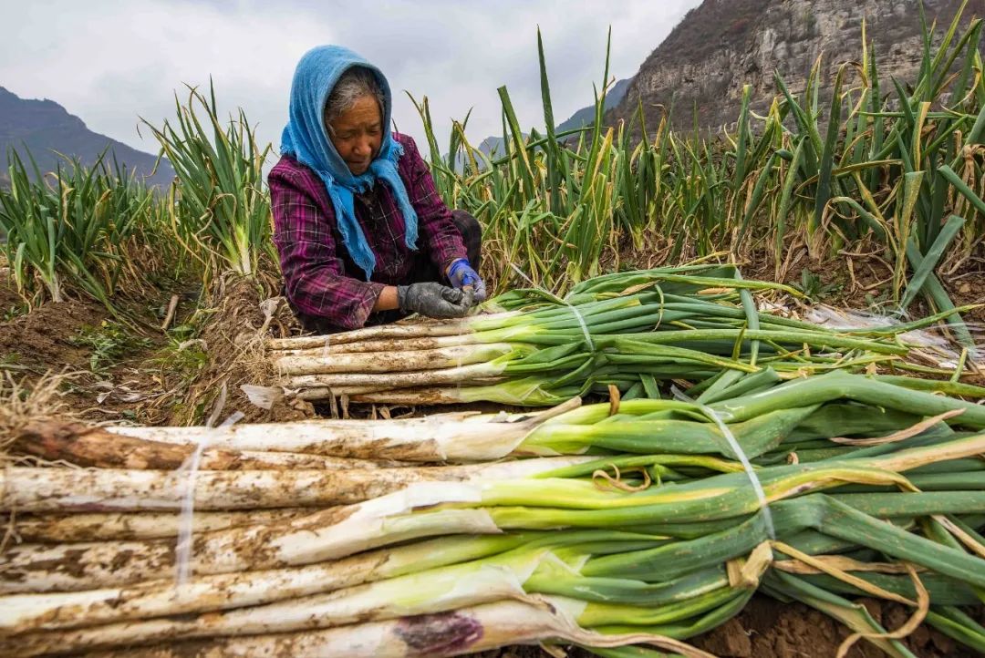 为什么叫山东大葱,为什么大葱用葱白不用葱绿