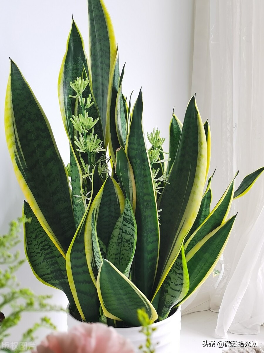 虎皮兰有镇宅的功效吗,虎皮兰被称为天然的去污小能手