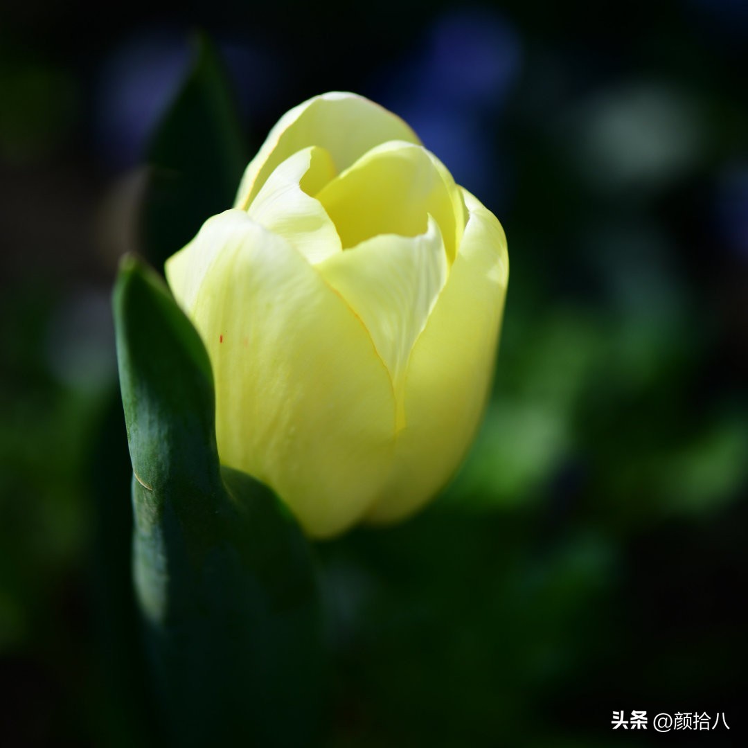 盘点今年河马花园里最美的几款郁金香|园丁