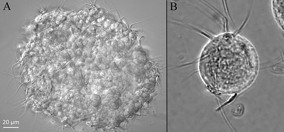 精子的诞生与旅程,精子和卵子的神秘之旅