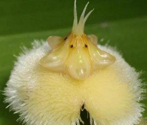 奇花异草是一道道亮丽的风景线,五彩缤纷的春天奇花异草