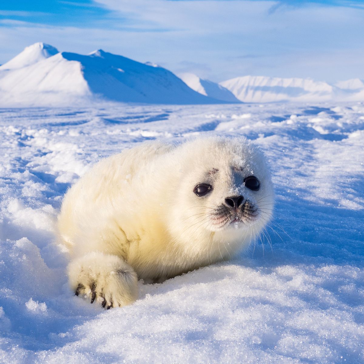 迷你世界探索宠物隐藏秘密,盘点宠物幼崽