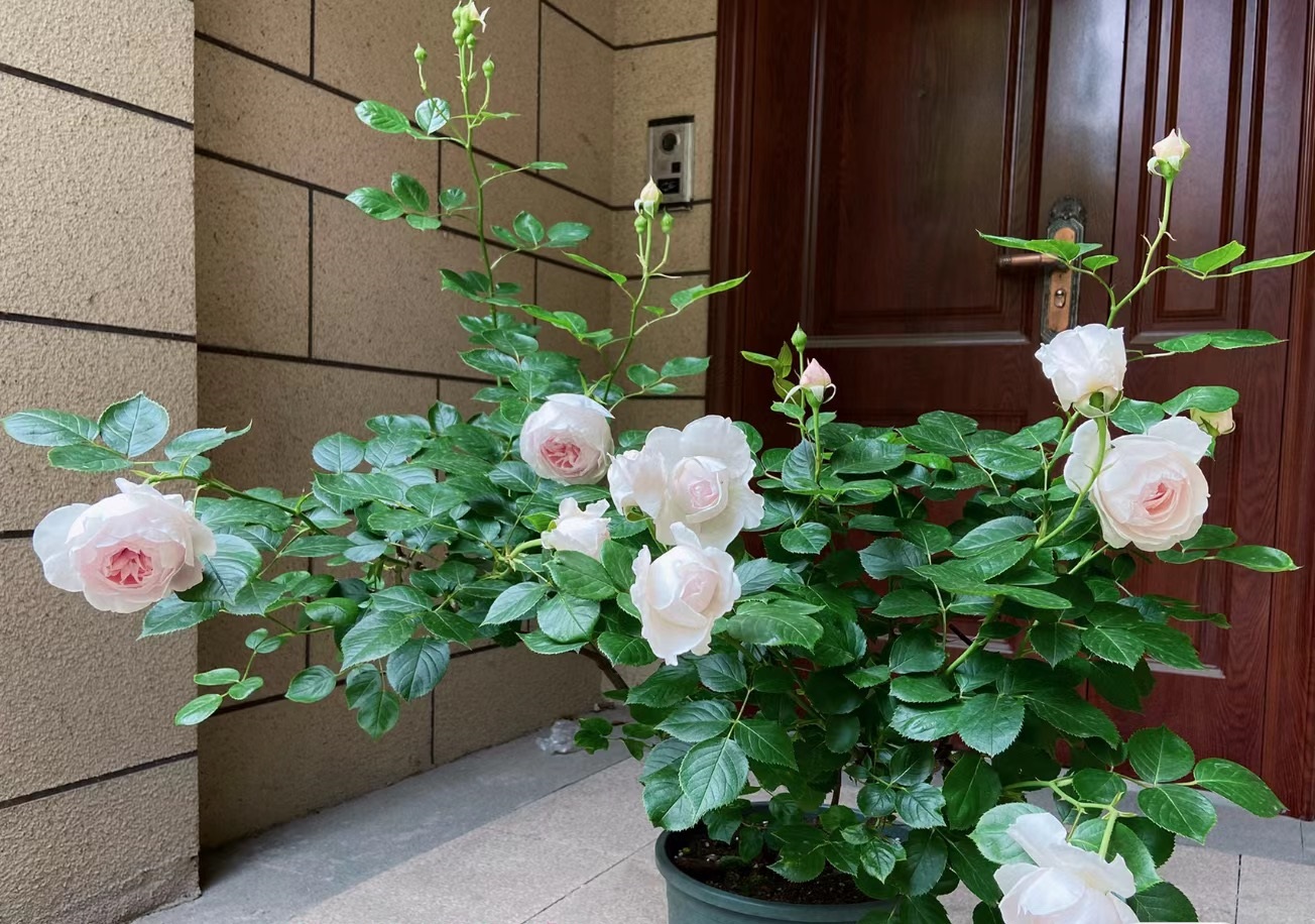 又香刺又多的月季,无刺又带香味的月季