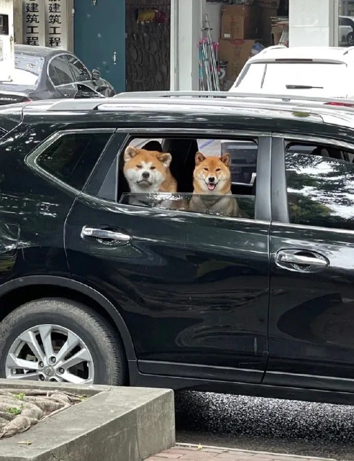 笑死！狗子1个蛋上被蚊子咬了8个包，成巨蛋小子了！