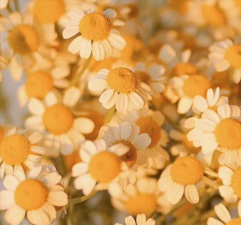 灵魂伴侣就是极致的浪漫,最好的恋人是灵魂伴侣