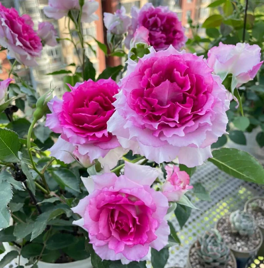 月季新品种详解,新品种抗病超大花浓香型月季