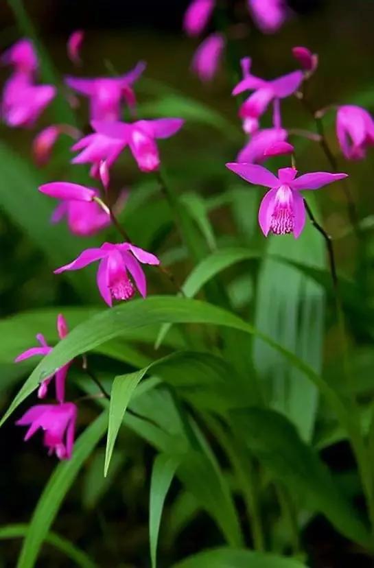 十种最有名的兰花图片,最美的100种兰花图片