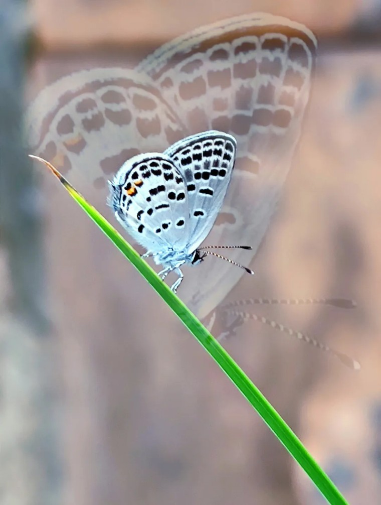 昆虫摄影艺术展,昆虫世界摄影欣赏