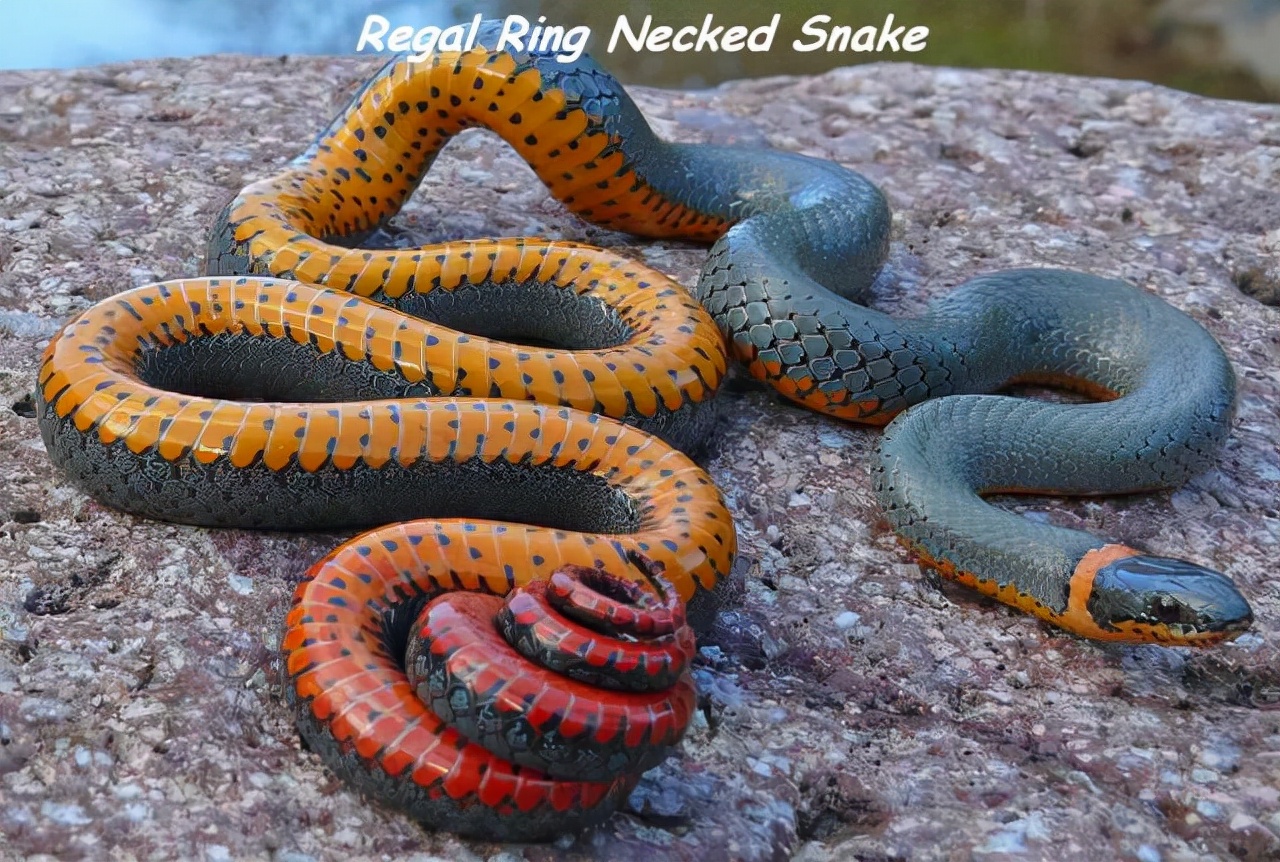 真实大象的照片,在野外拍到的真实大象