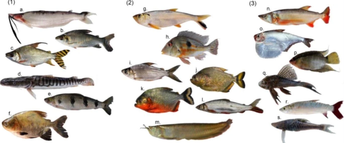 亚马逊河是世界最可怕的河吗,亚马逊河真的比长江长吗