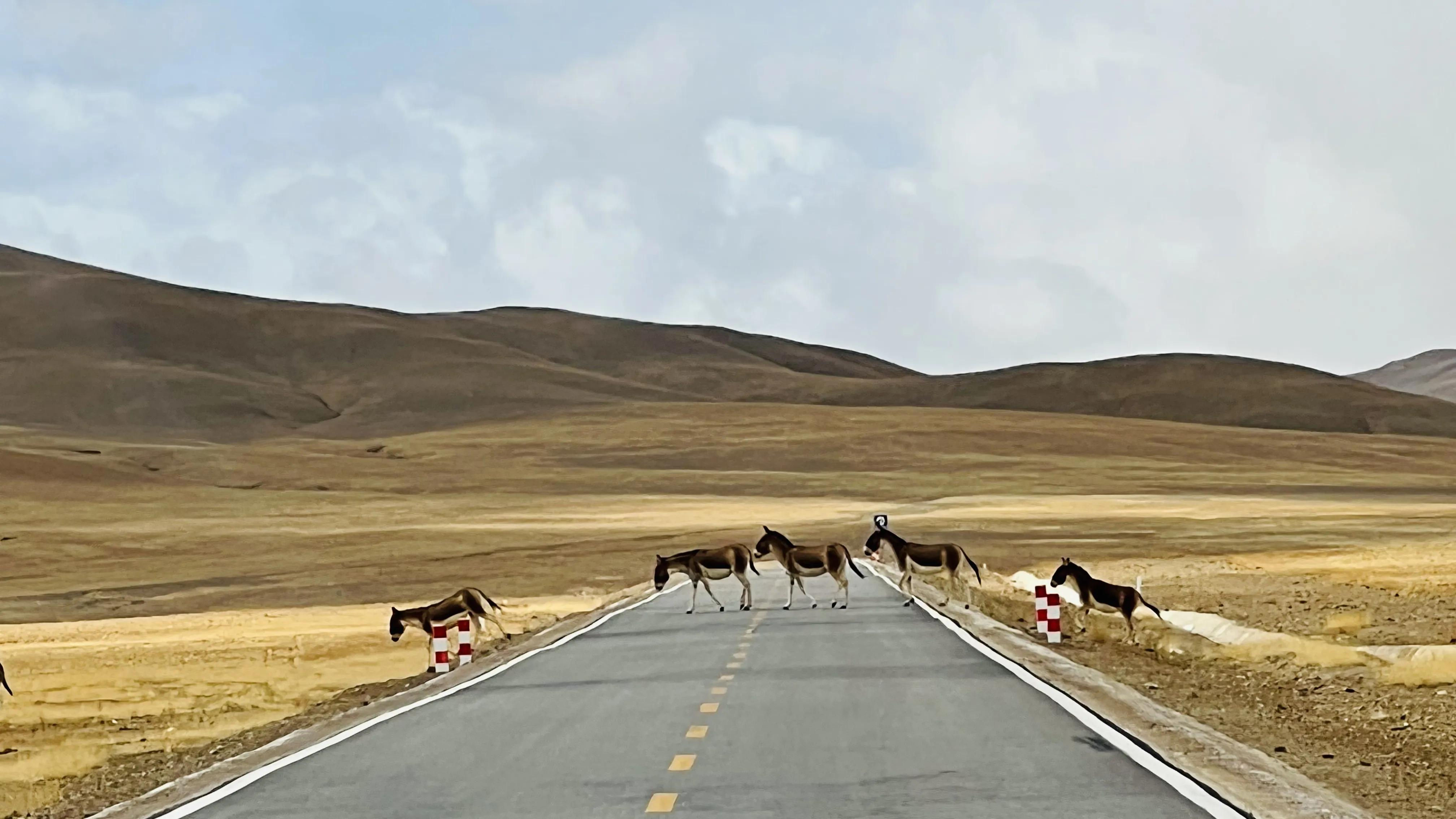 你准备好了去*藏西**吗？我有几项抗高反的建议，希望对你有帮助