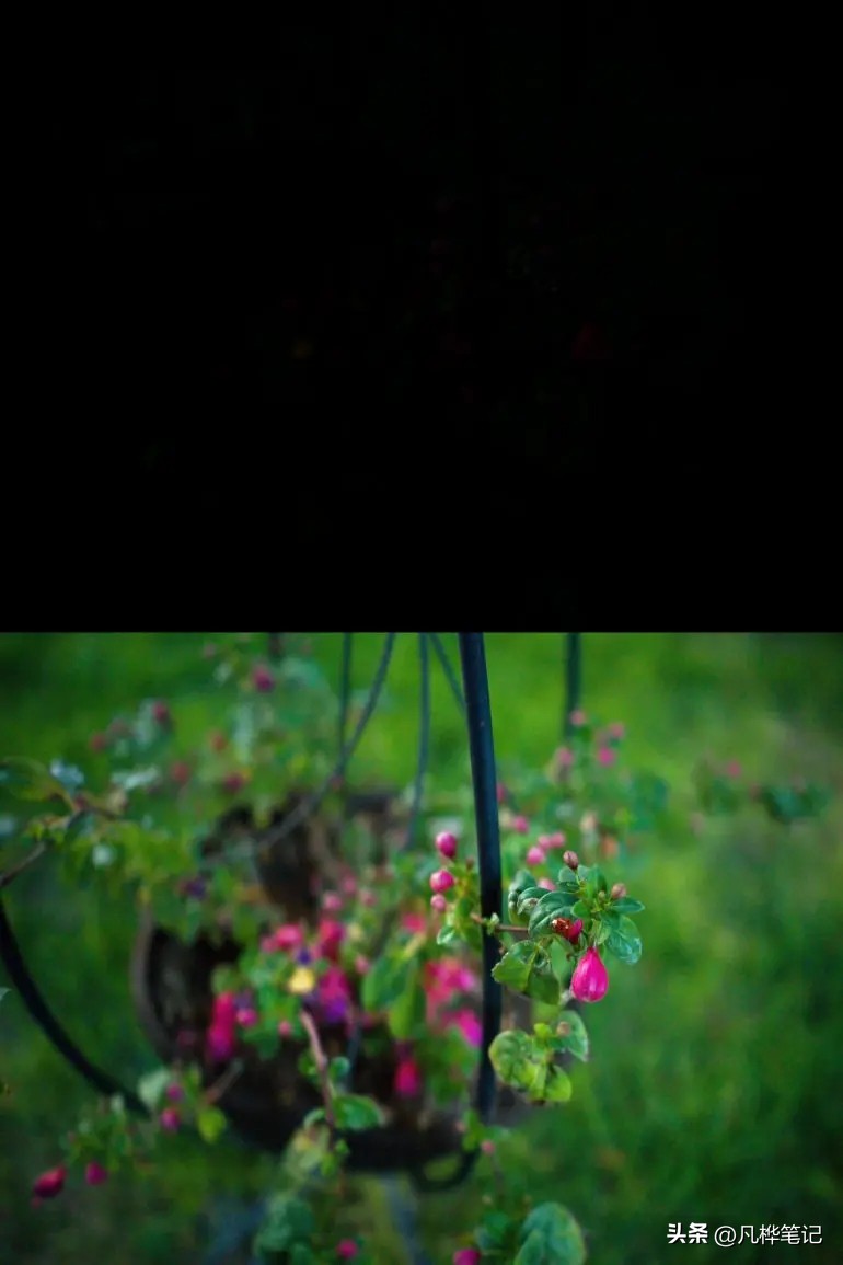 哈苏x2d100c视频,哈苏x2d100c与50c区别