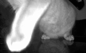 裸体金毛误闯地铁站被揪住耳朵：大哥！头发扎得有点紧了！