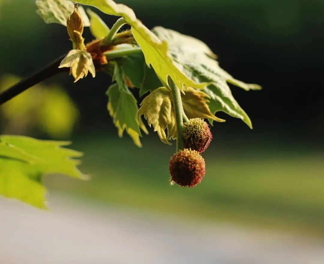 开花植物大全100种,实用分享30款小型开花树种介绍