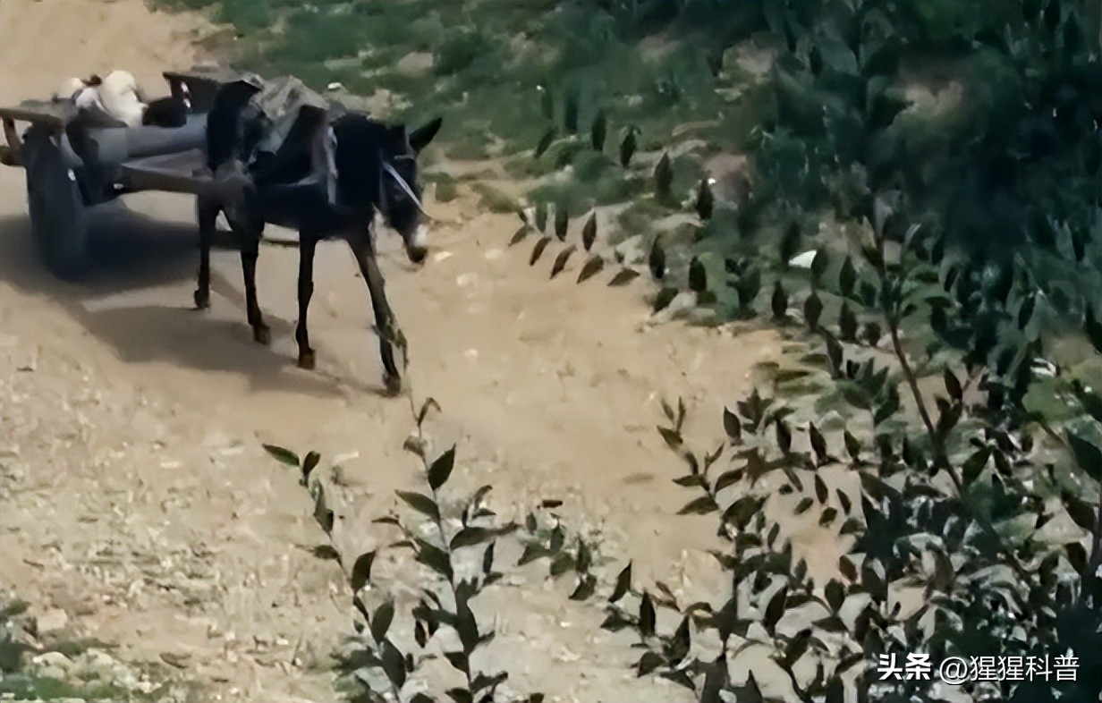 10位凄惨离世明星,盘点8位凄惨离世的网红