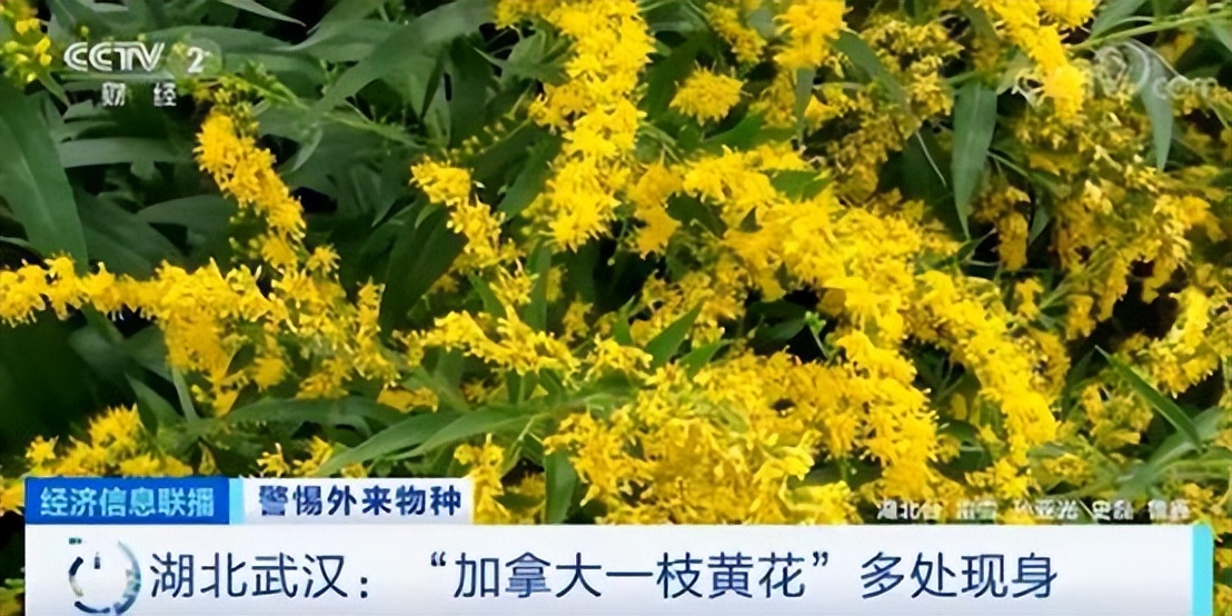 世界地球日｜我们正在和“异族生物*队军**”打一场硬仗