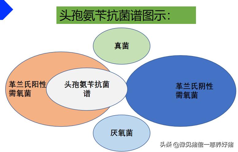 兽医微生物图谱,兽医药理基础知识