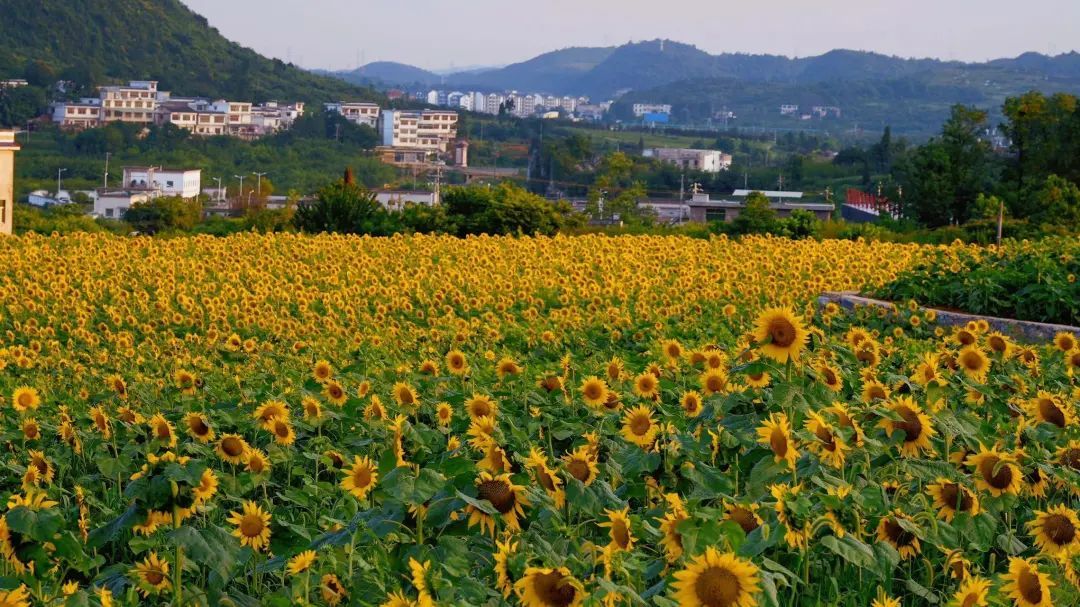 夏季避暑好去处爽爽的贵阳,贵阳赏花季
