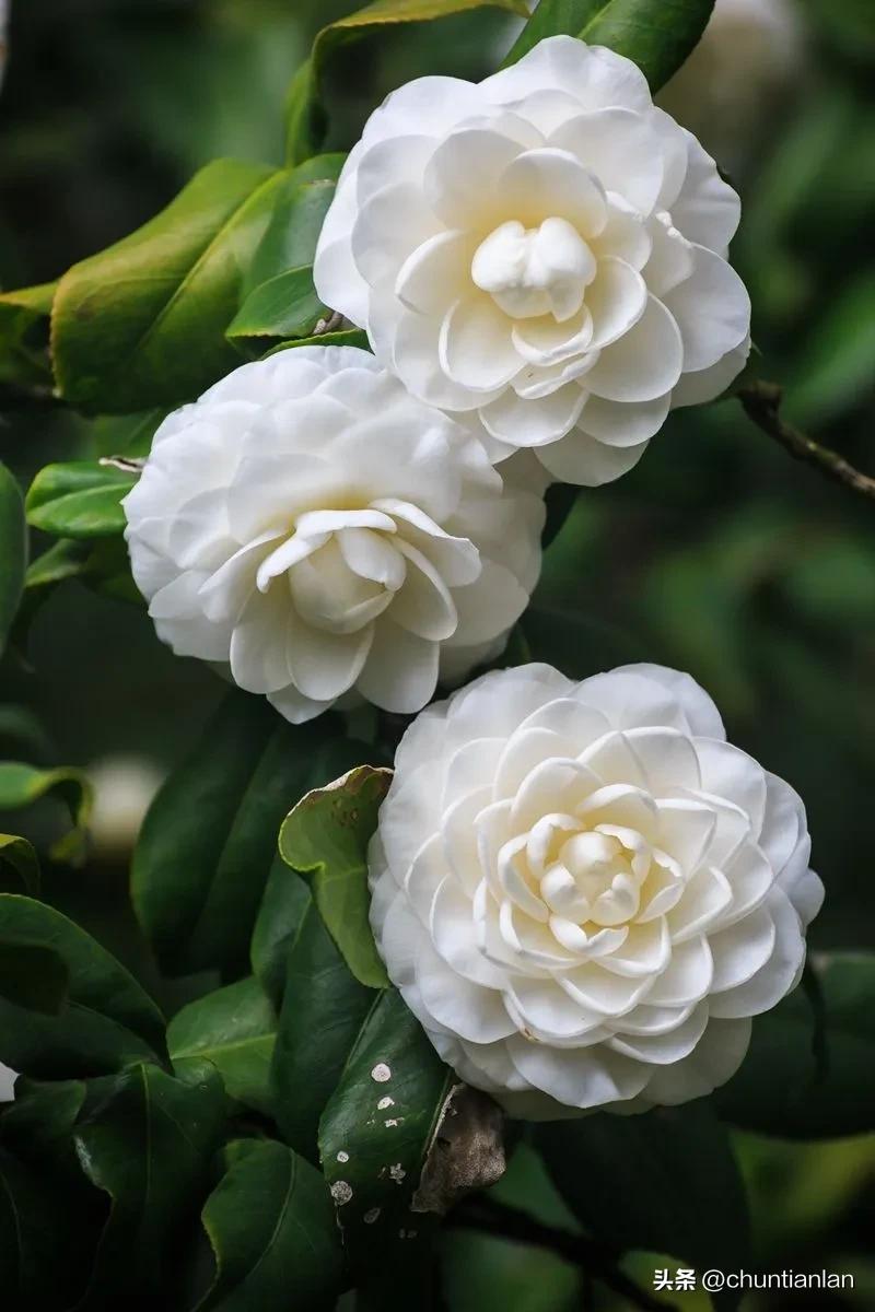 山茶花纯音乐,山茶花