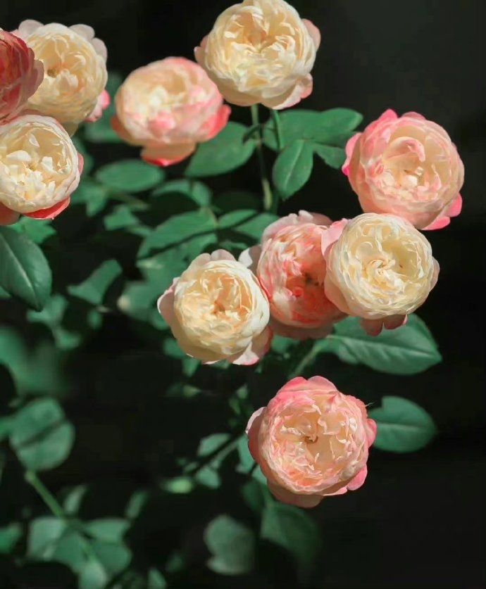 人在最落魄的时候只有朋友,人落魄的时候有几个朋友