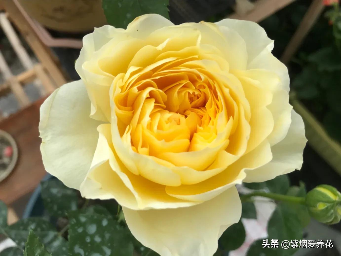 哪些月季仙气十足,又美又香的月季品种