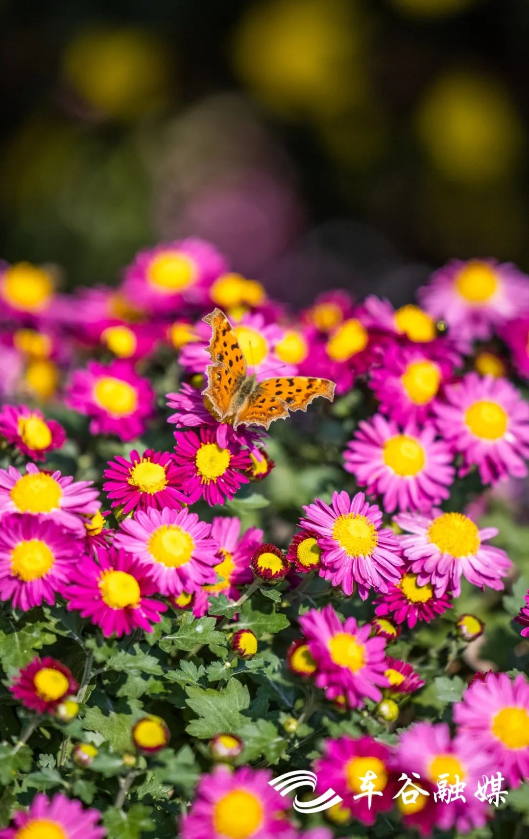 散步、慢跑、骑行……快来打卡车谷这些“高颜值”绿道