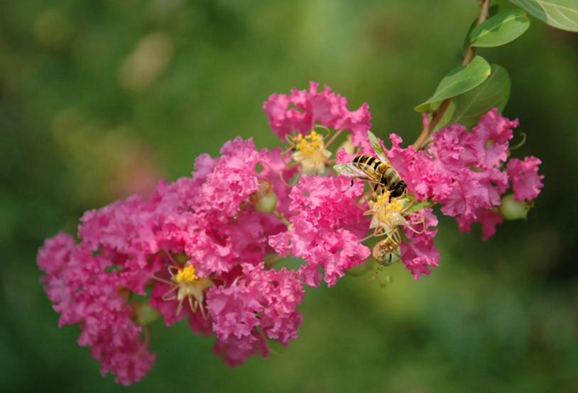一树紫薇花,一树一树的紫薇花开