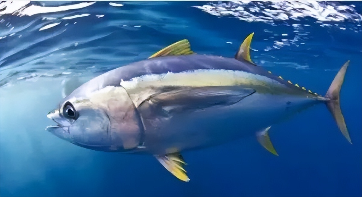 海洋动物体内的原肌球蛋白含量，是否会引起人体食物过敏？