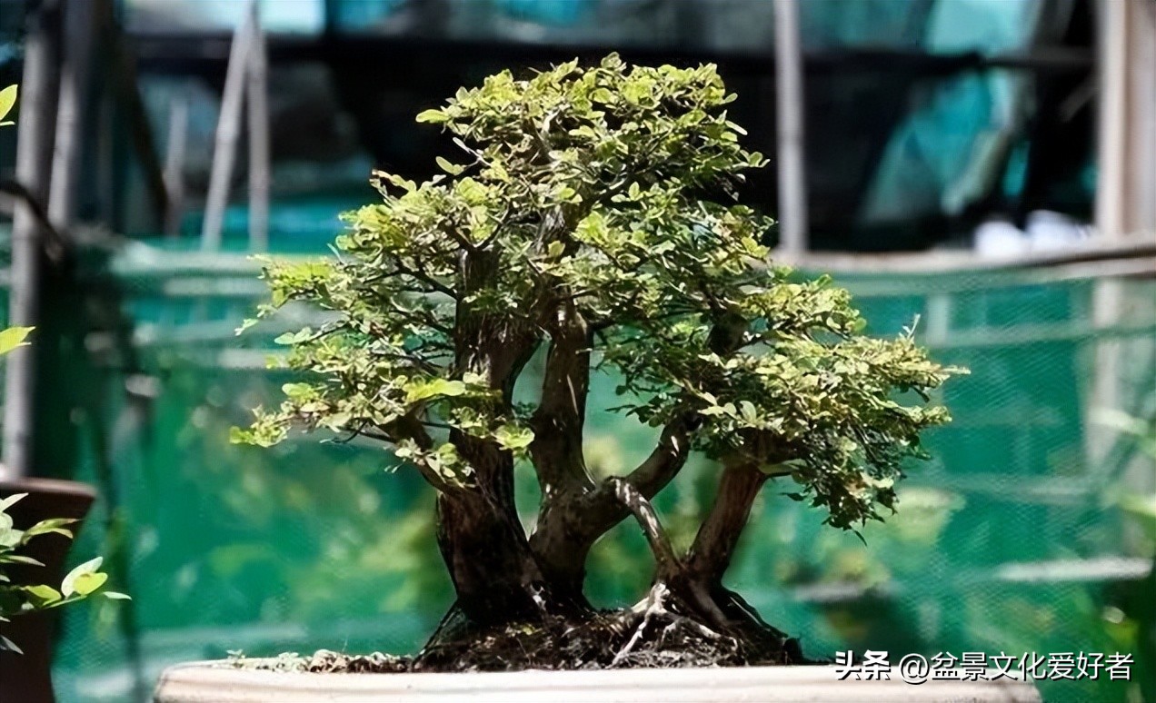 对节白蜡盆景一寸三弯修剪技巧,盆景枝条蟠扎后如何正确拿弯