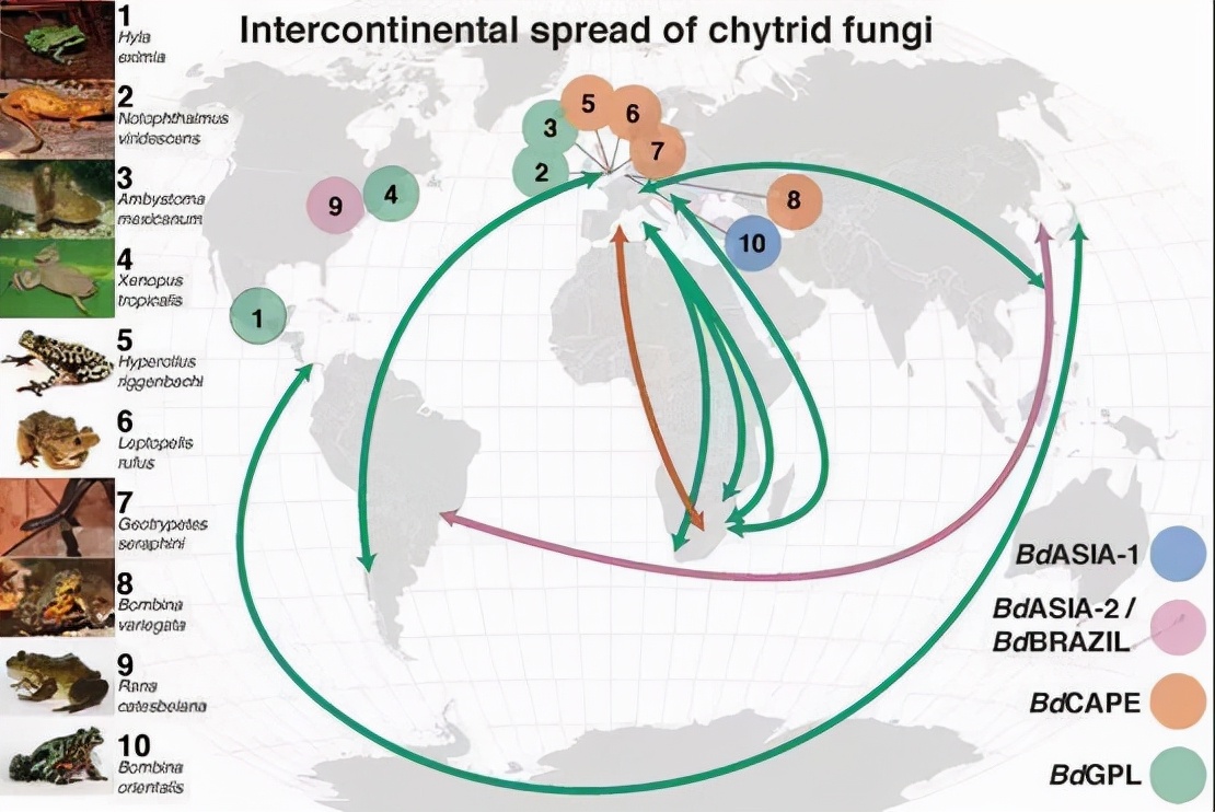 地球可能进入第六次大灭绝,地球正在进行第六次生物大灭绝吗