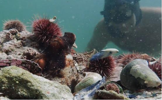 这个男人太大胆，因为夫妻不和谐，转身就爱上了一条章鱼！纪录片