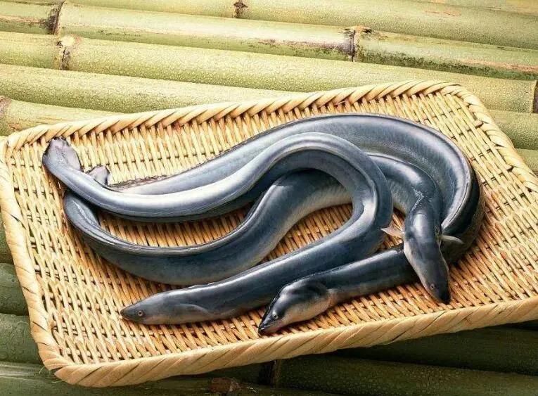 红烧鳝段说说,地道家常菜红烧鳗鱼汤汁