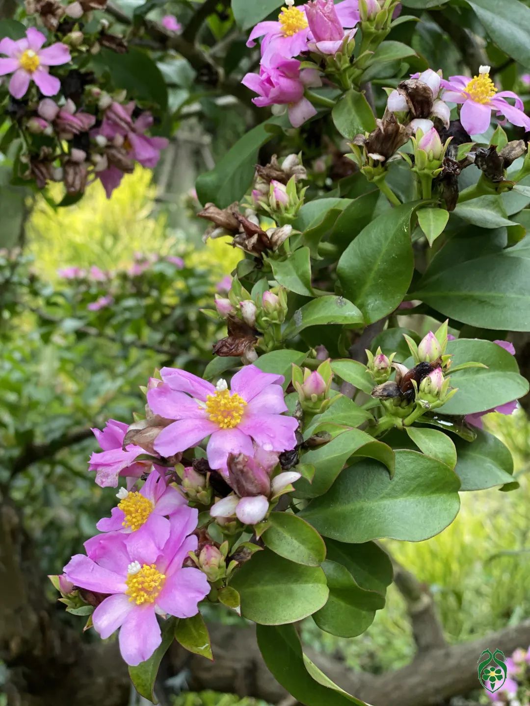 仙人掌花开的如此绚烂,仙人掌开花代表什么