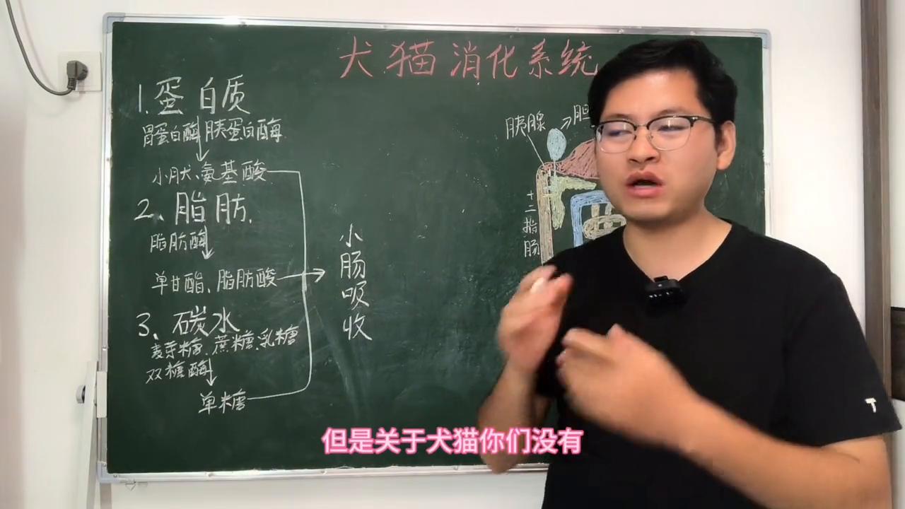 食物是如何被消化的呢,食物是如何被消化的科学实验报告