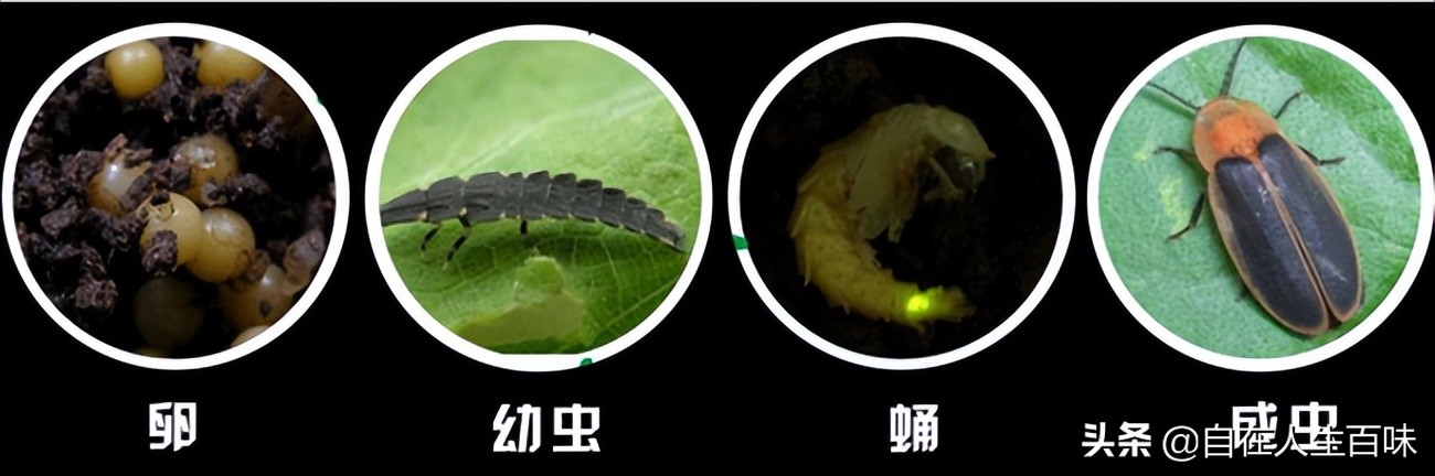 农村常见的虫子各叫什么名字,农村房子里面常见的虫子有哪些