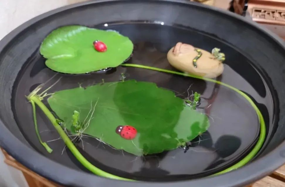 剪的叶子怎么生根发芽,绿萝单独一个叶子能生根吗