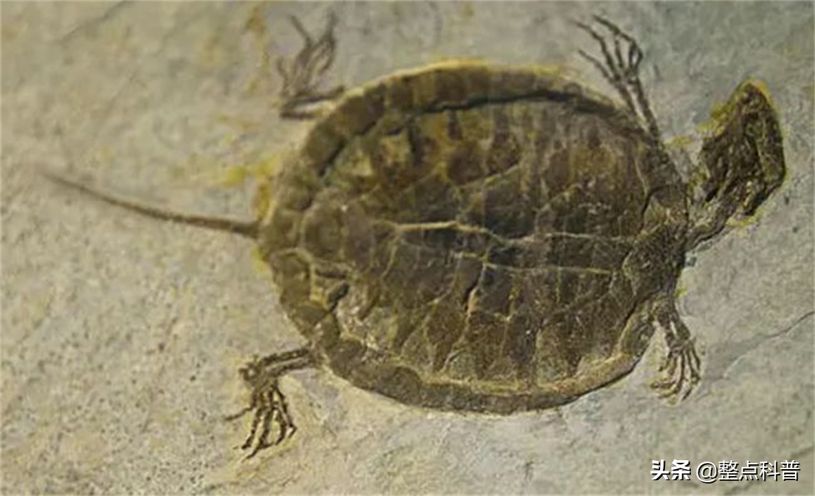 进化论的终极bug,进化论最致命的bug有哪些