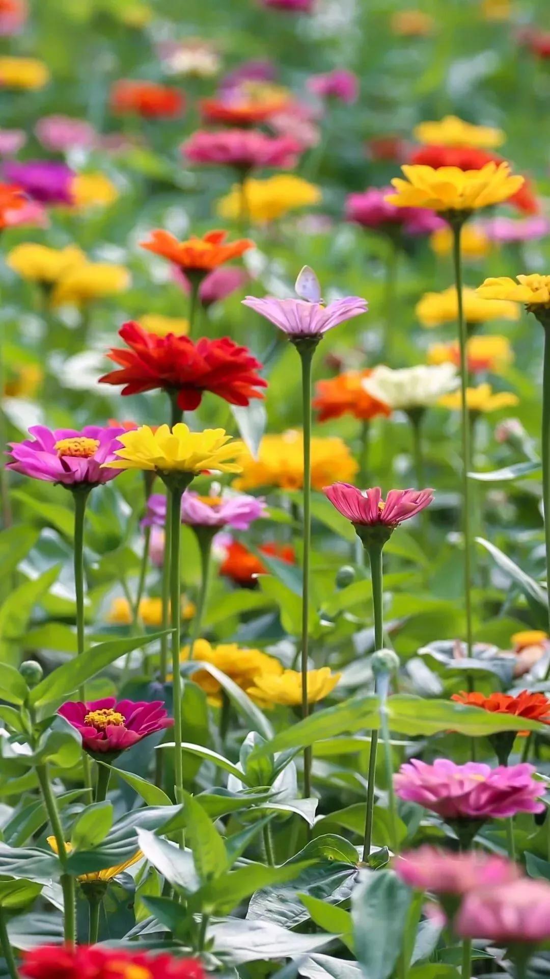 这二十幅极品花卉越看越醉,超好看又耐看的花卉图