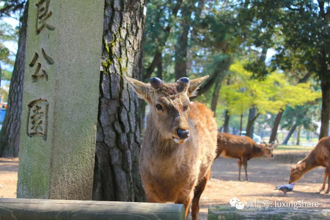 日本旅游攻略自由行签证怎么办理,日本经营管理签证攻略