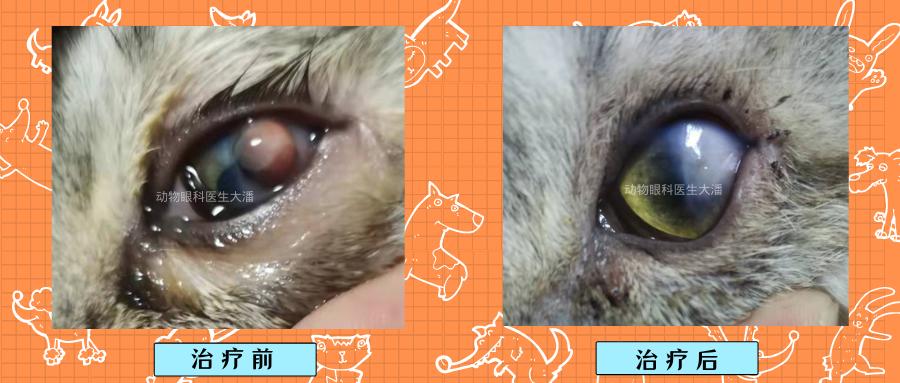 猫眼球溃疡穿孔症状,猫眼球穿孔怎么治疗