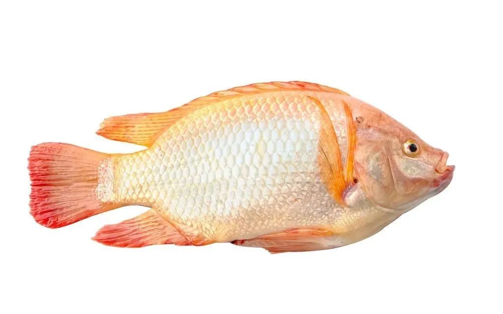 世界水产业重点科研培养的淡水鱼类——罗非鱼